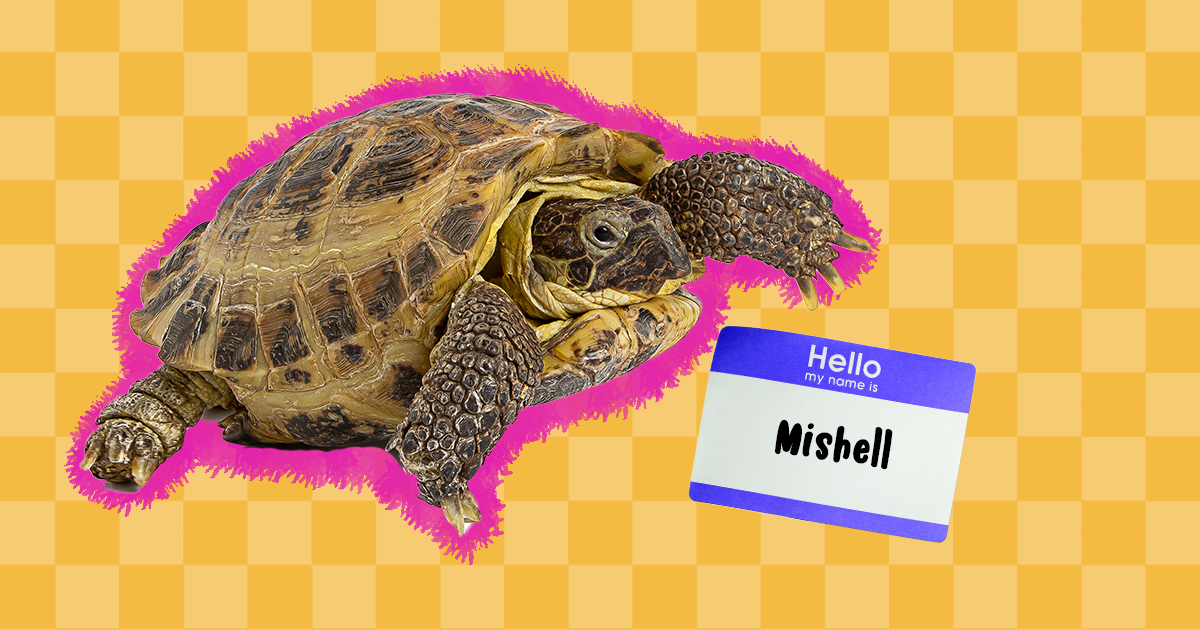 80+ Turtle Names For Your Precious Slowpoke - DodoWell - The Dodo