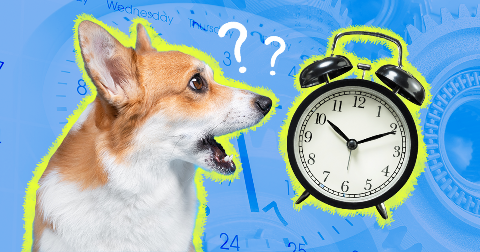 Can Dogs Tell Time? A Veterinary Nurse Explains - DodoWell - The Dodo