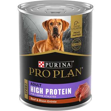 what is the best high protein dog food