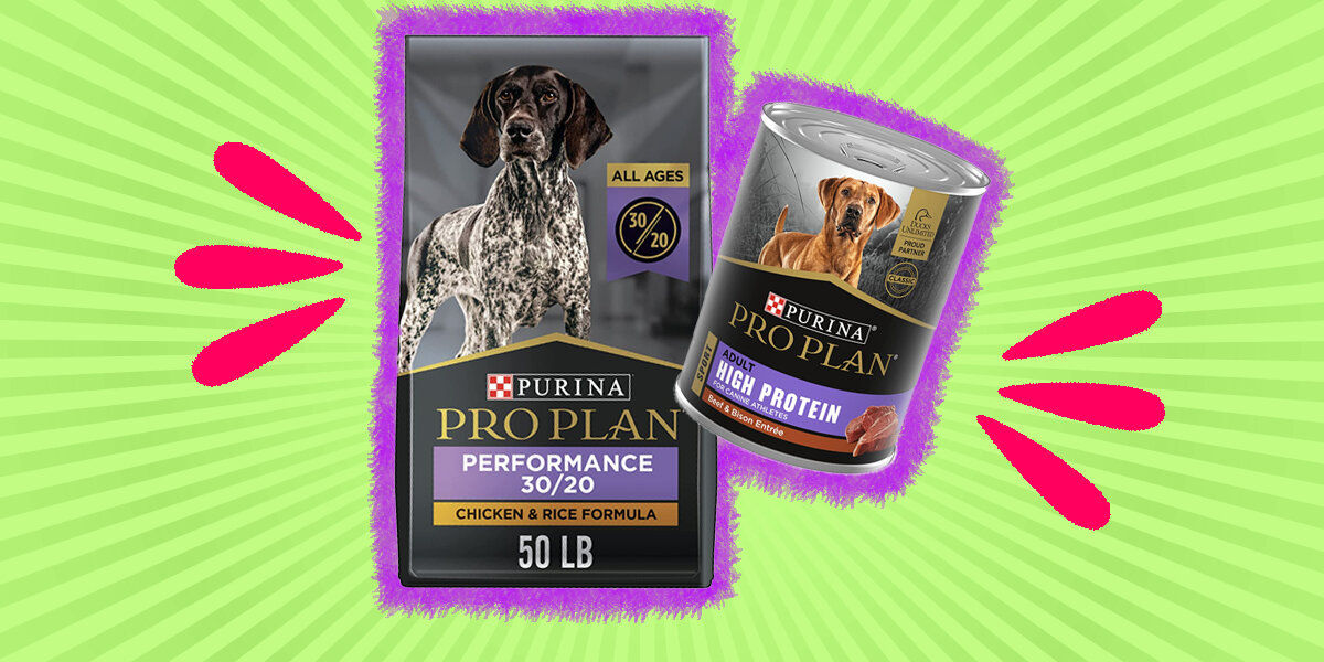 High Protein Dog Food 4 Of The Best Options For Pets To Try