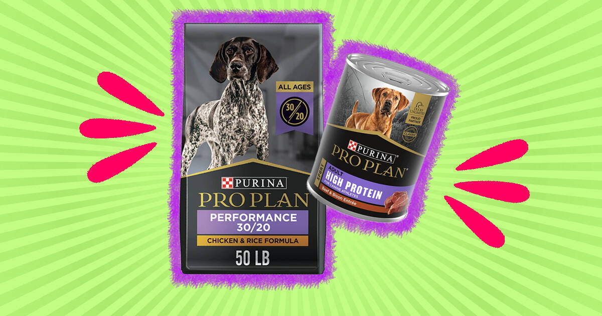 High protein 2025 foods for dogs