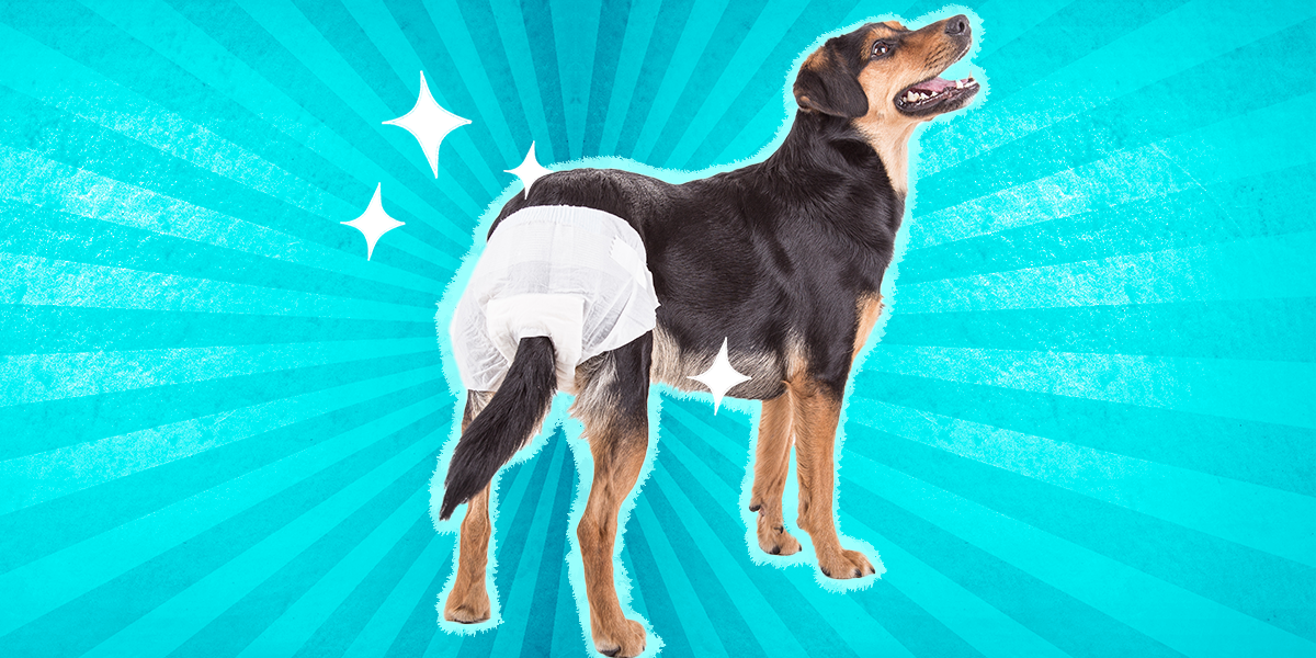 do doggie diapers work for old dogs