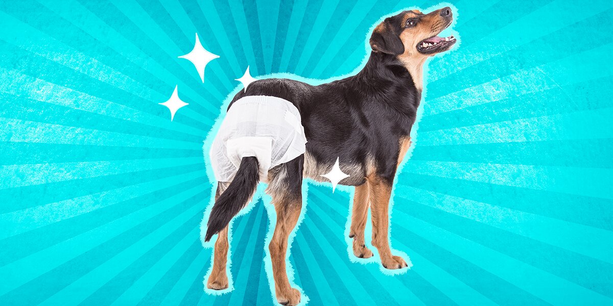 Adult diapers 2025 for dogs