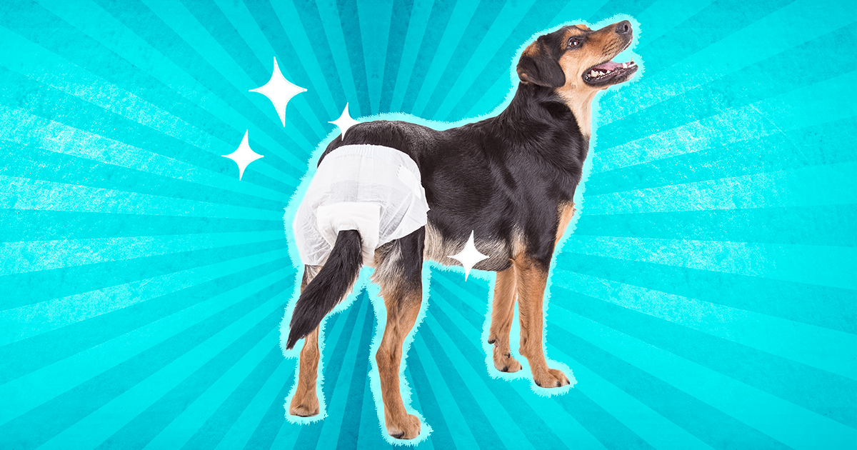 Top Paw Disposable Dog Diapers - 30 Pack - Small