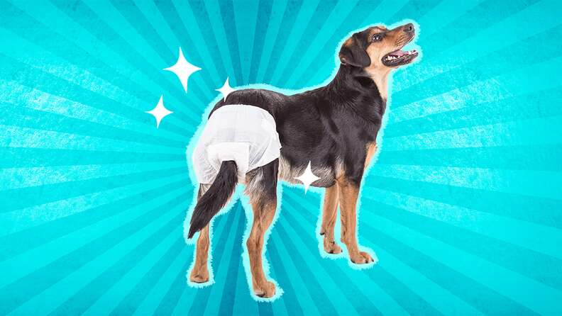 Diaper of outlet dog