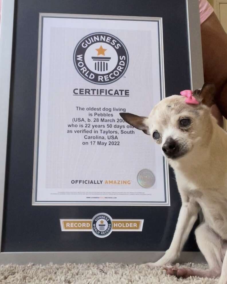 oldest living dog