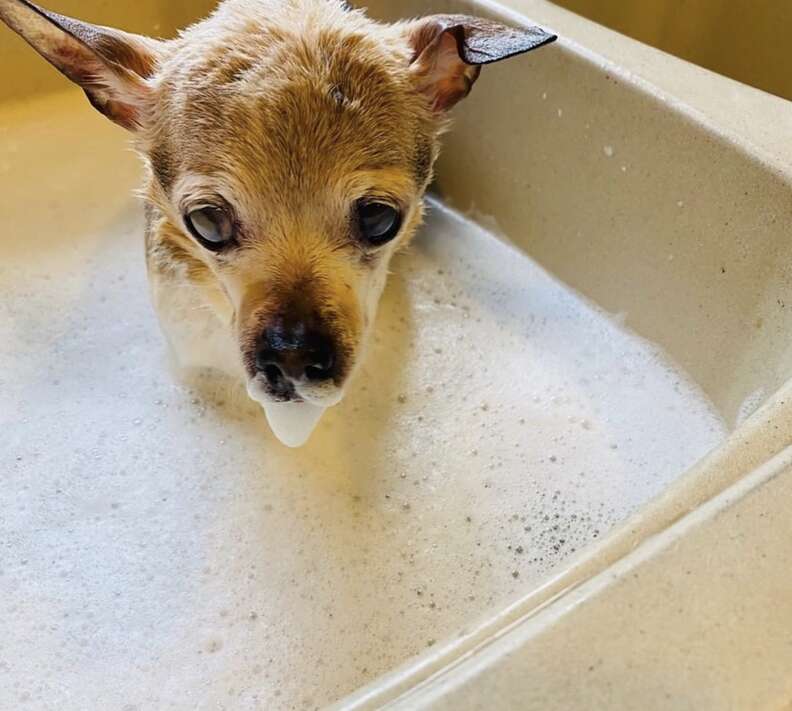 oldest living dog 