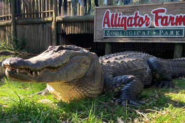 St. Augustine Alligator Farm Zoological Park