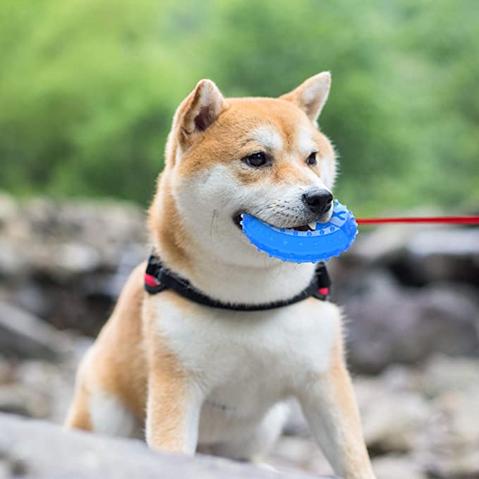 7 Fun Dog Toys You Can Freeze – Great for Hot Summer Days