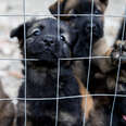 puppies looking through fence holes