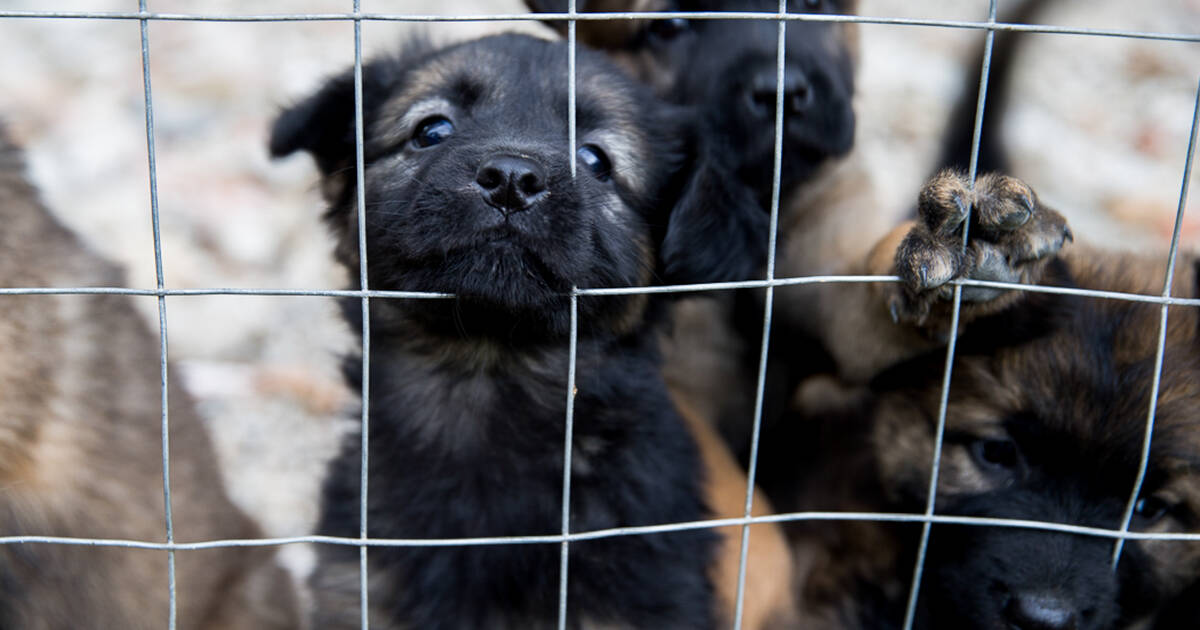 Puppy Mill Pipeline Bill to end dog, cat sales in New York pet stores