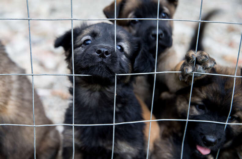 puppies looking through fence holes