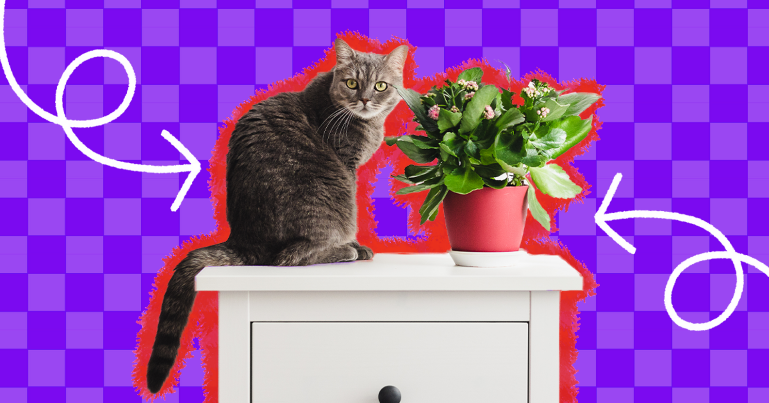 CatSafe House Plants 21 Options And Advice For Keeping Your Pet Out