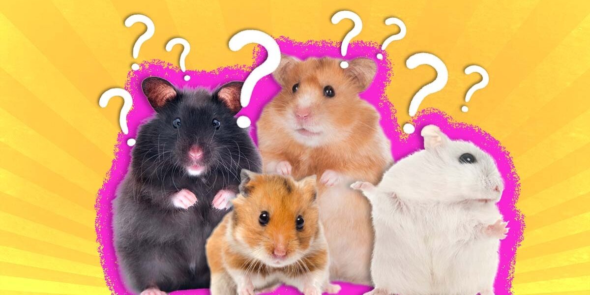 The 5 Most Popular Hamster Species Kept as Pets