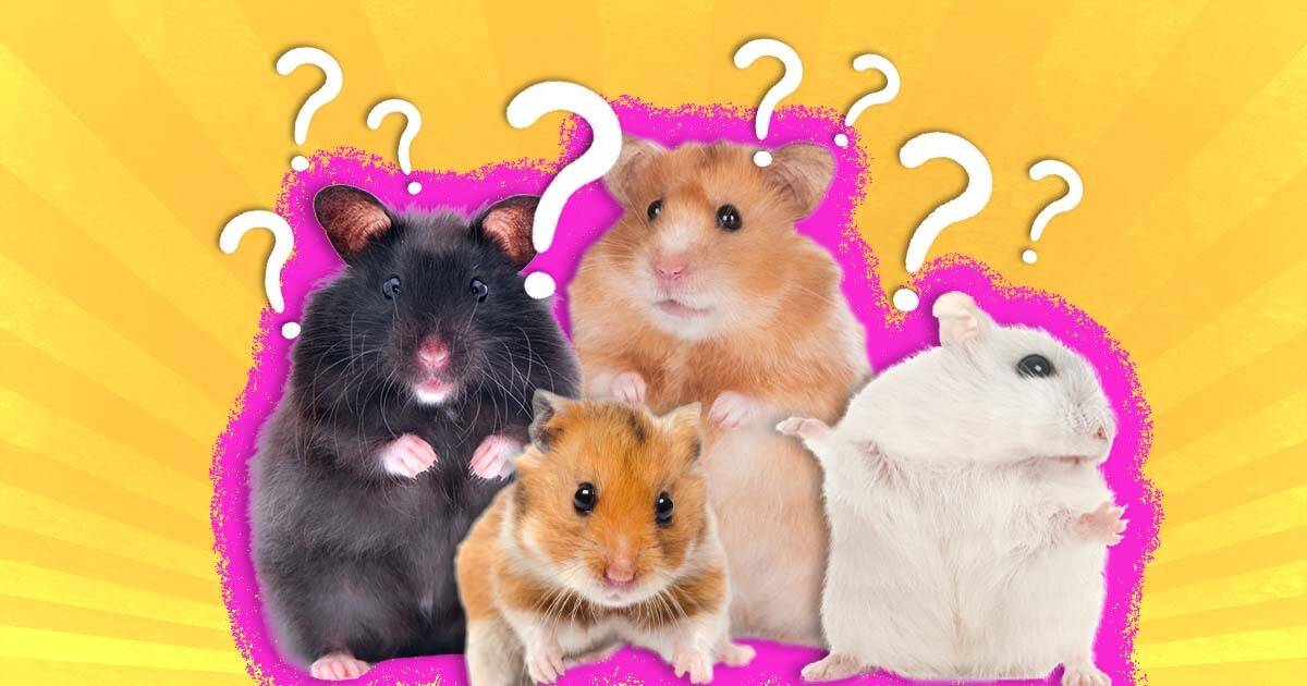 ALL ABOUT HAMSTERS 🐹 Hamster Care, Diet & More 