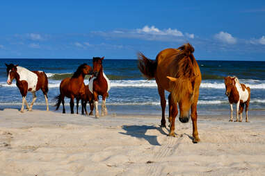 Assateague Island