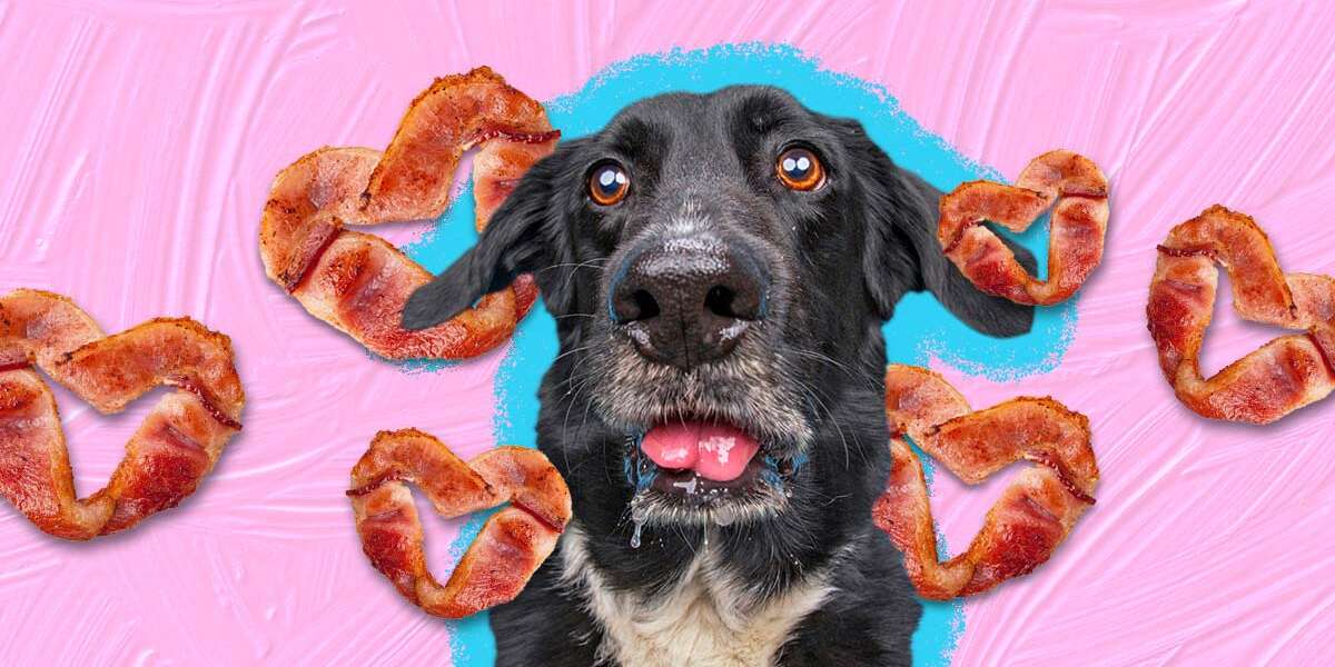 can-dogs-eat-bacon-and-what-amount-is-safe-dodowell-the-dodo