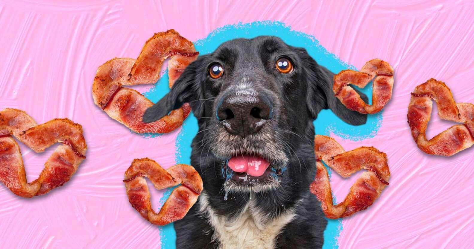 Can Dogs Eat Bacon? And What Amount Is Safe? - DodoWell - The Dodo