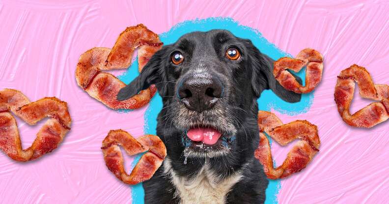 Can Dogs Eat Bacon? 