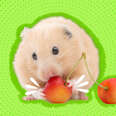 hamster eating cherries