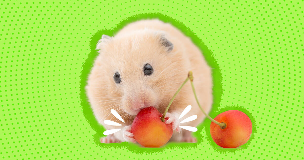 What is good for hamsters best sale to eat