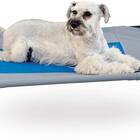 Best overall: K&H PET PRODUCTS Coolin’ Pet Cot Elevated Pet Bed