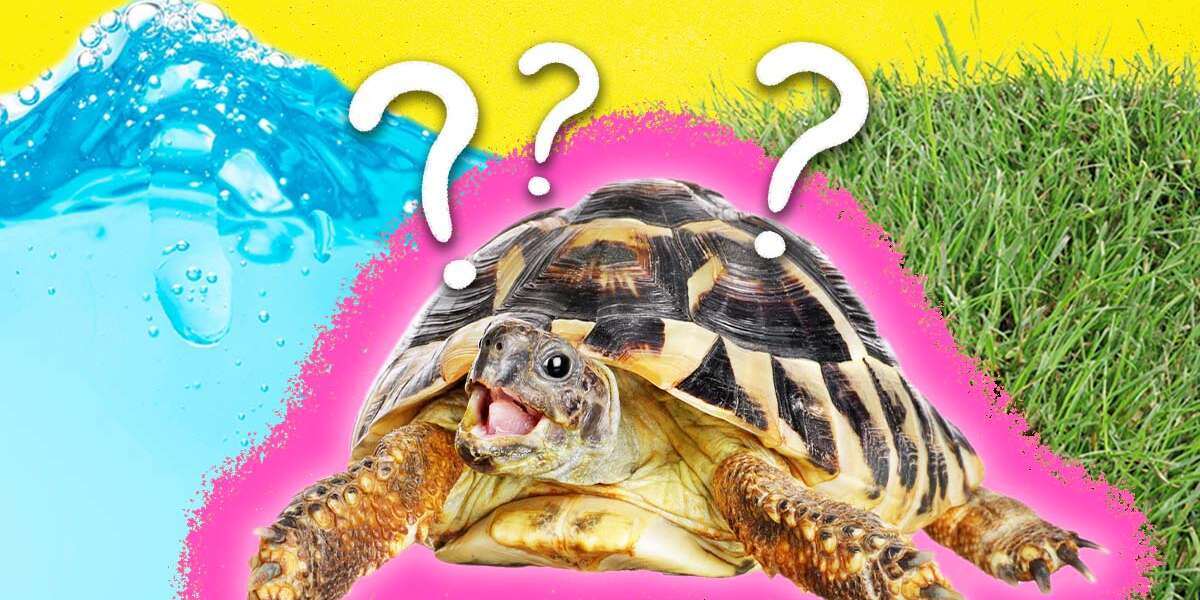 Are Turtles Reptiles or Amphibians? Here’s The Answer, According To