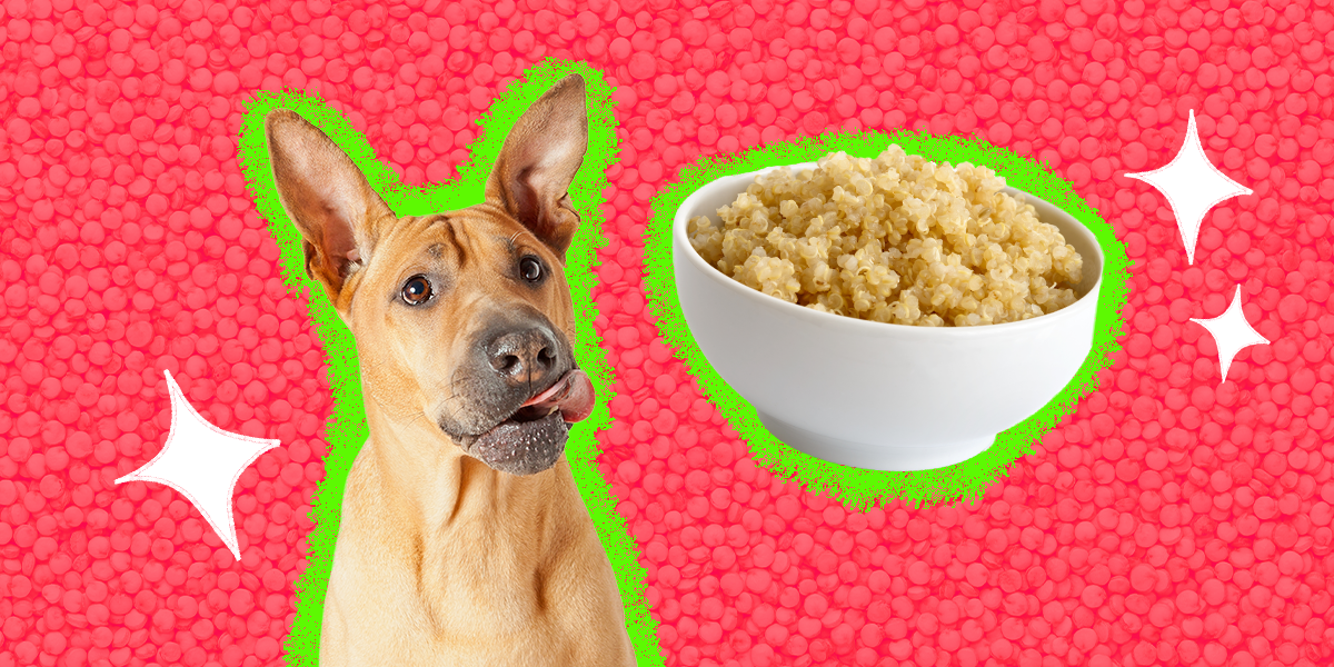 how do you cook quinoa for dogs