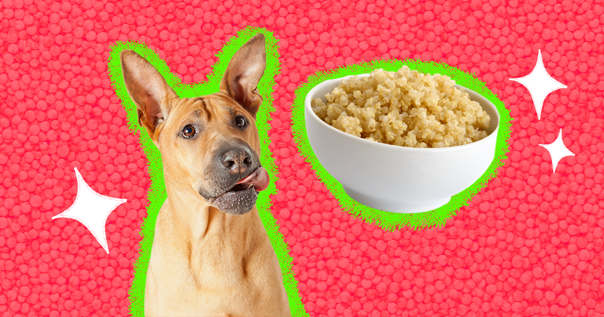 can I feed my pitbull quinoa? 2