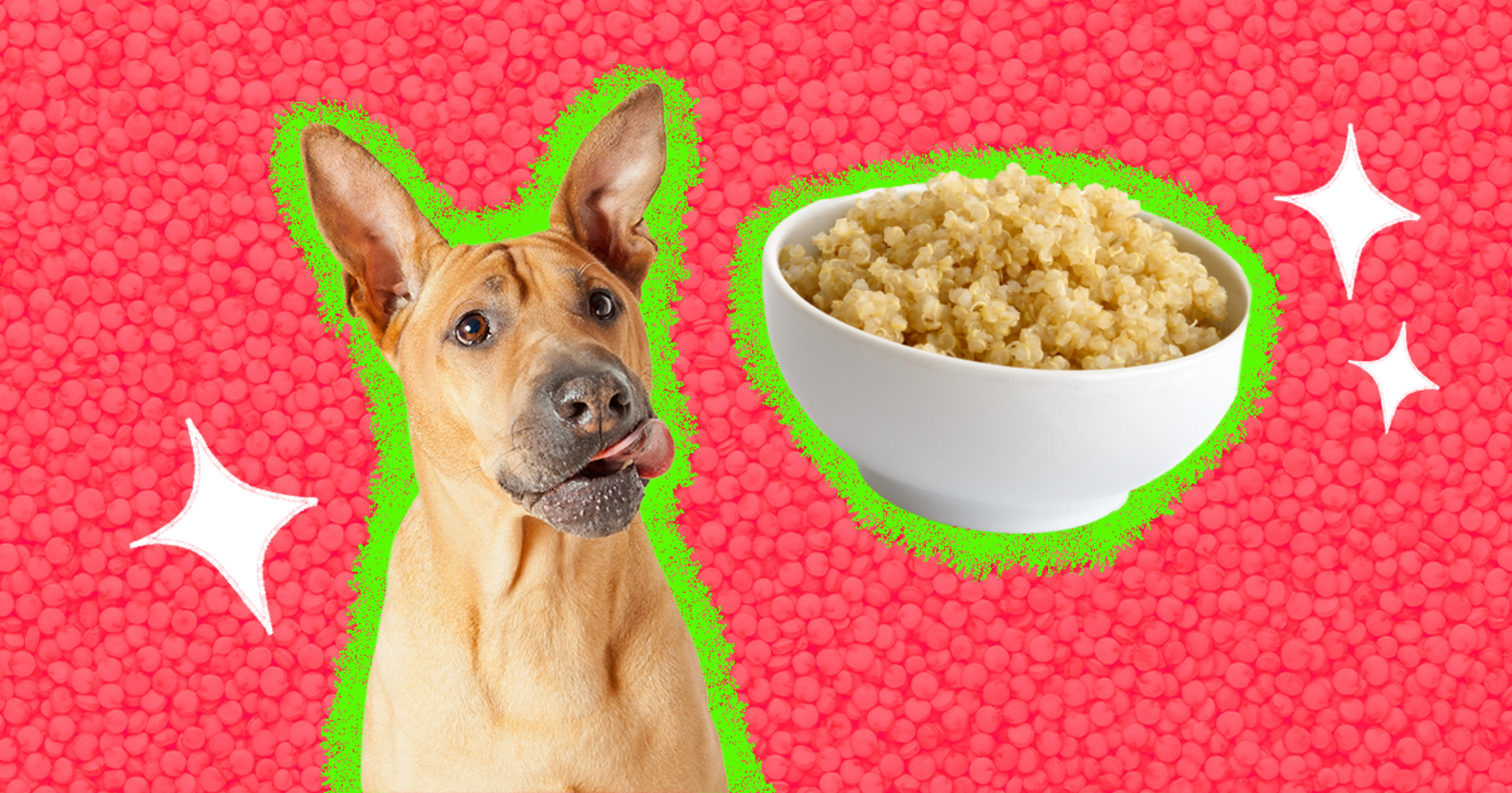 Can Dogs Eat Quinoa? And What Amount Is Safe? DodoWell The Dodo