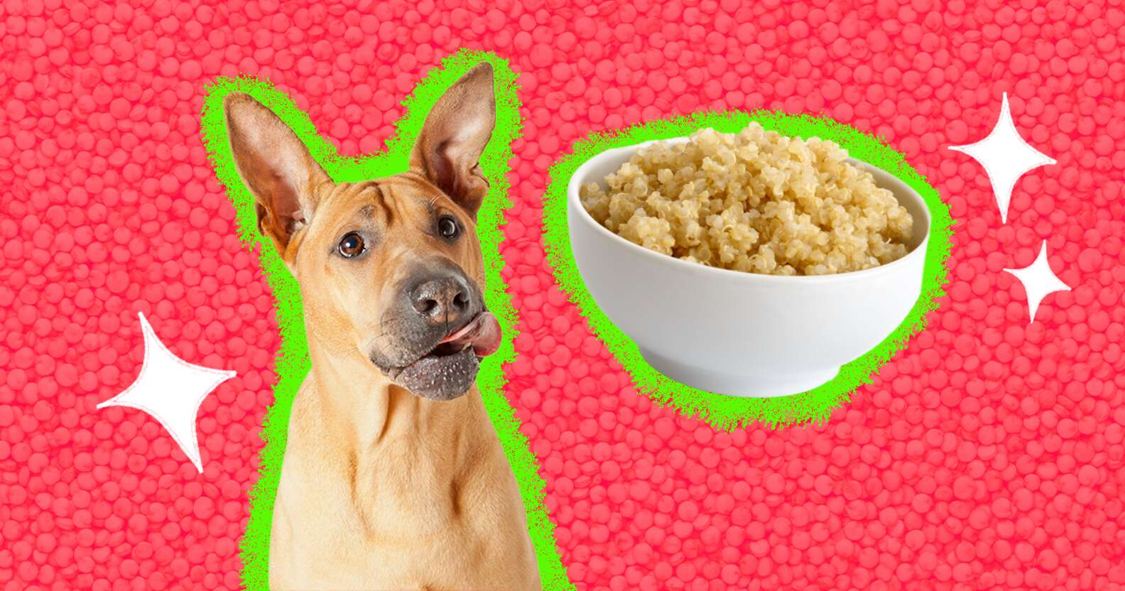 Can Dogs Eat Quinoa? And What Amount Is Safe? - DodoWell - The Dodo