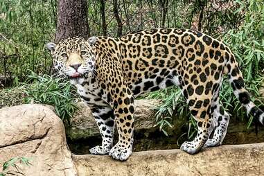 The Birmingham Zoo