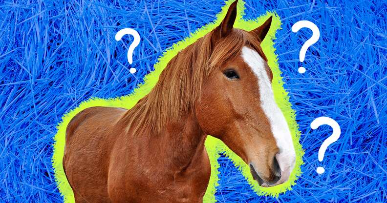 horse facts