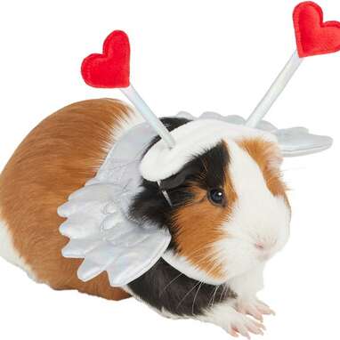 Guinea Pig Vs. Hamster: 6 Key Differences To Know, According To A Vet -  DodoWell - The Dodo