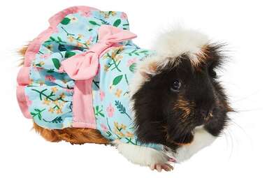 Guinea best sale pig dress