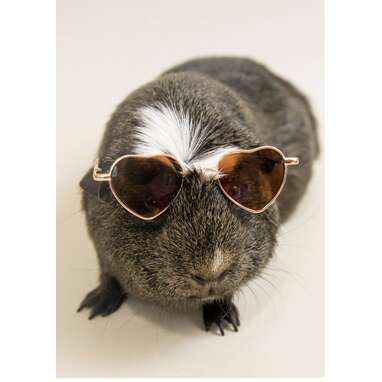 Mini Sunglasses Glasses for Pets