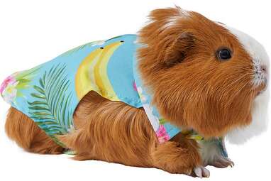 Guinea pig clearance apparel