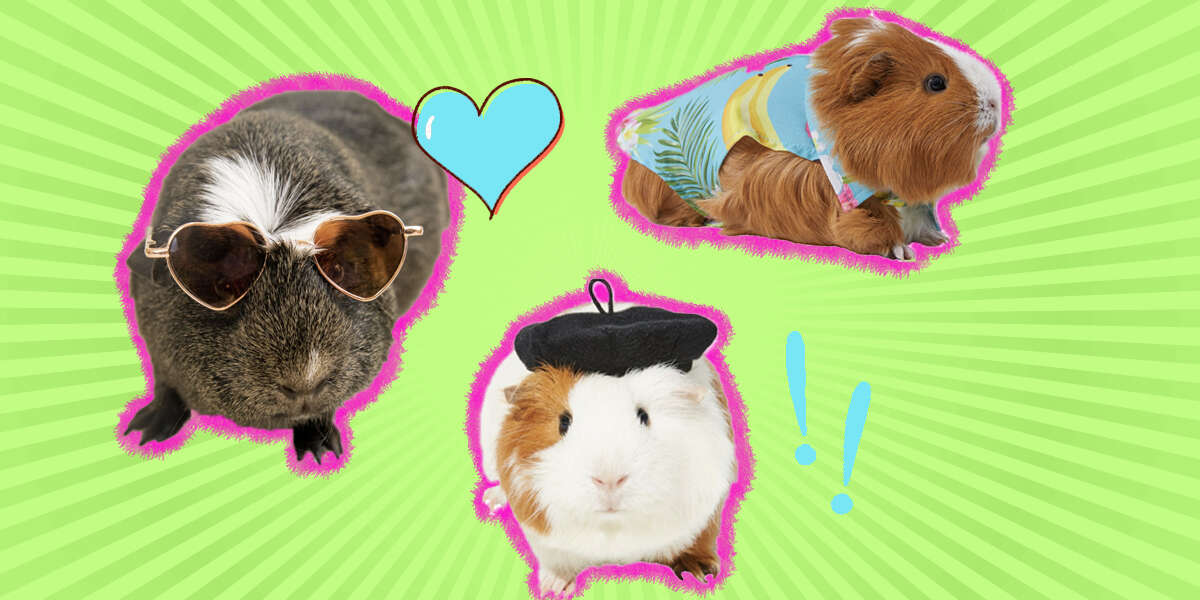 Guinea Pig Clothes: 11 Outfits That Are Perfect For Every Occasion ...