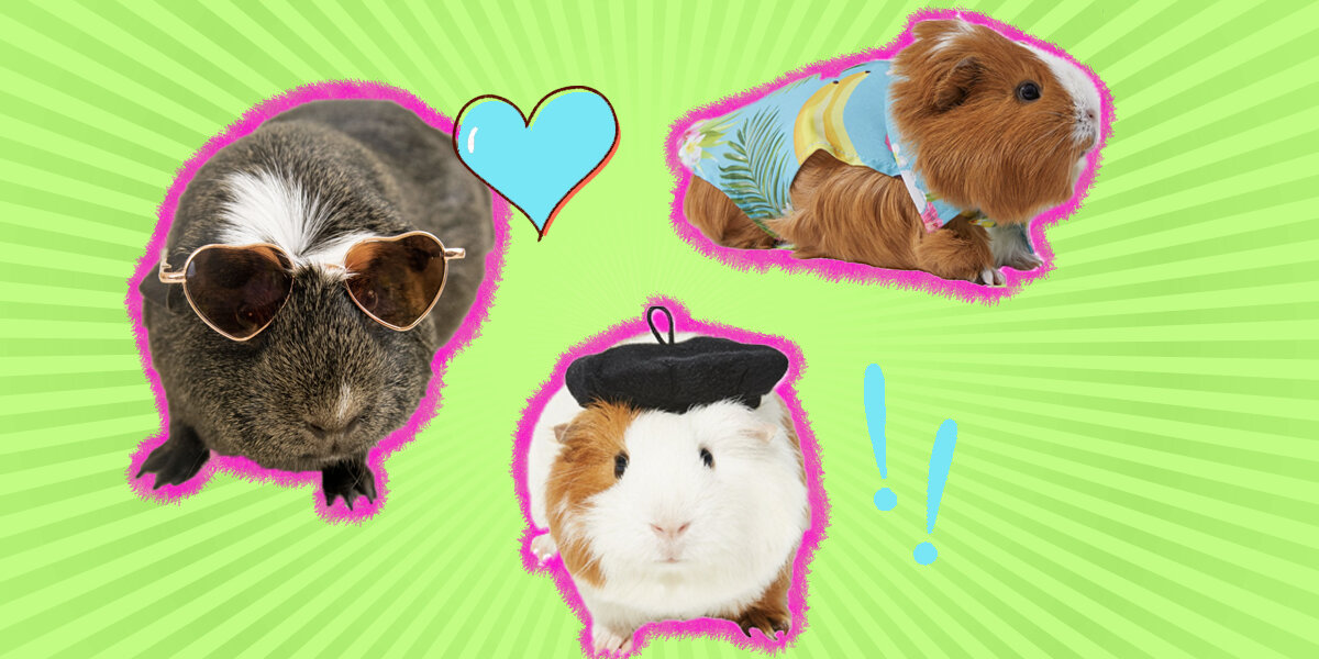 PetSmart - We love guinea pig costumes and we know you do, too! We