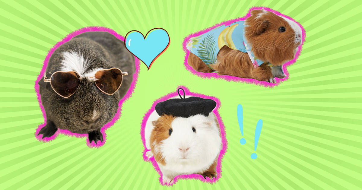 Clothes for guinea pigs best sale