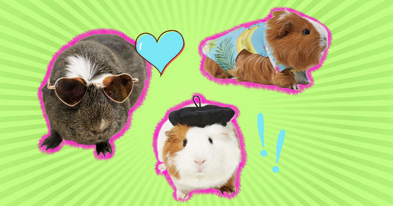 Guinea pig apparel clearance