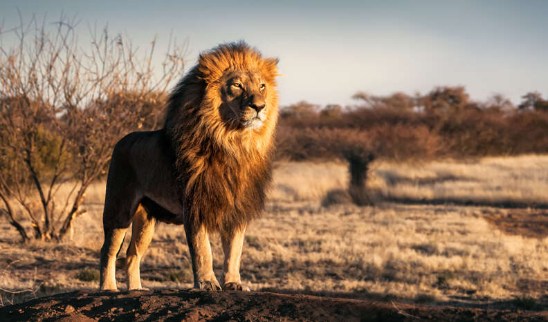 lion standing by bush