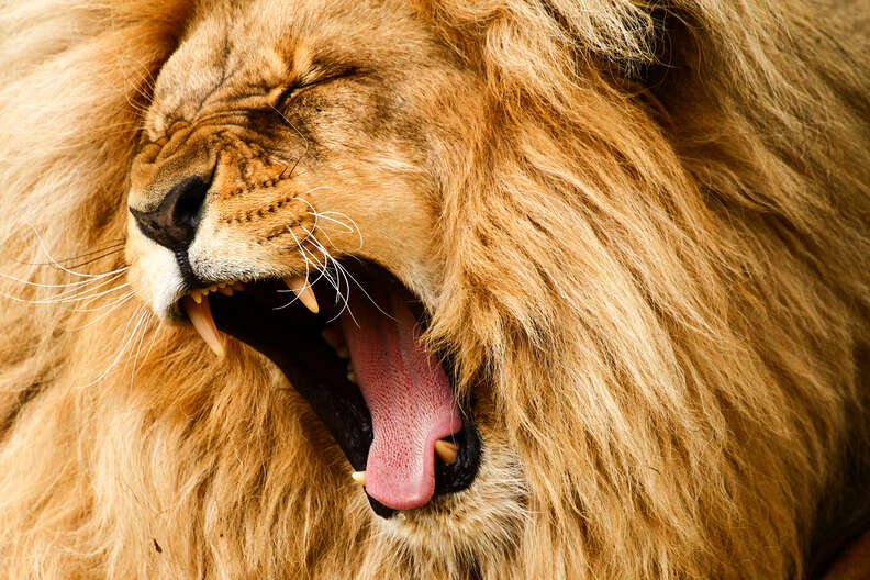 lion roaring up close