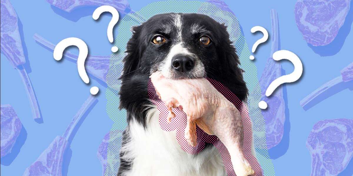 should you feed raw meat to dogs