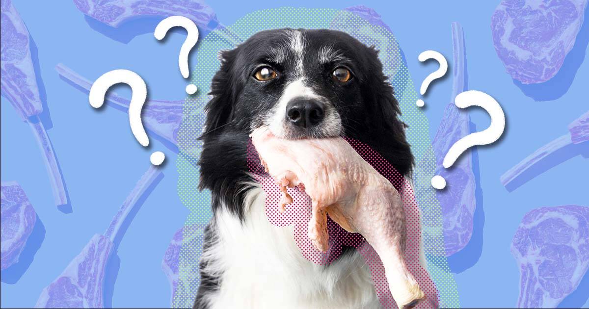 Will raw clearance meat hurt dogs