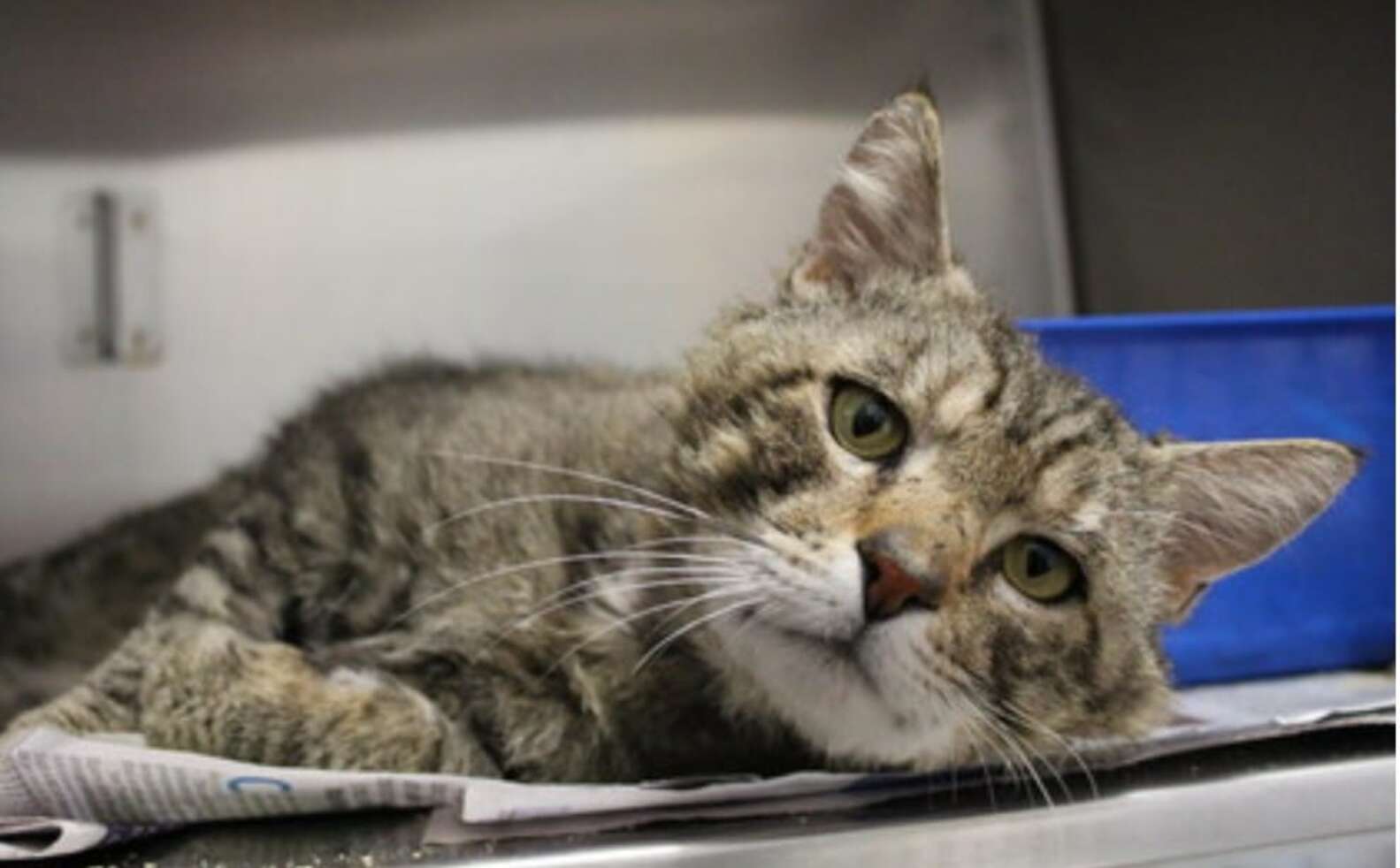 Sad Shelter Cat Gets Adopted And Is Completely Transformed - The Dodo