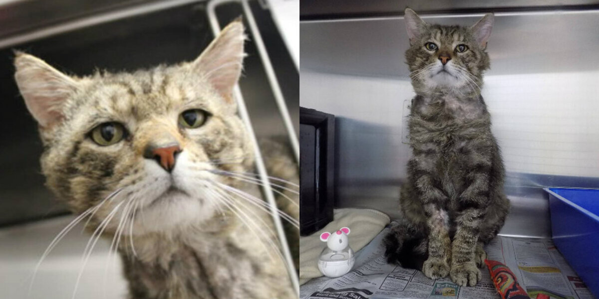 Sad Animal Rescues Sad Cat Rescue