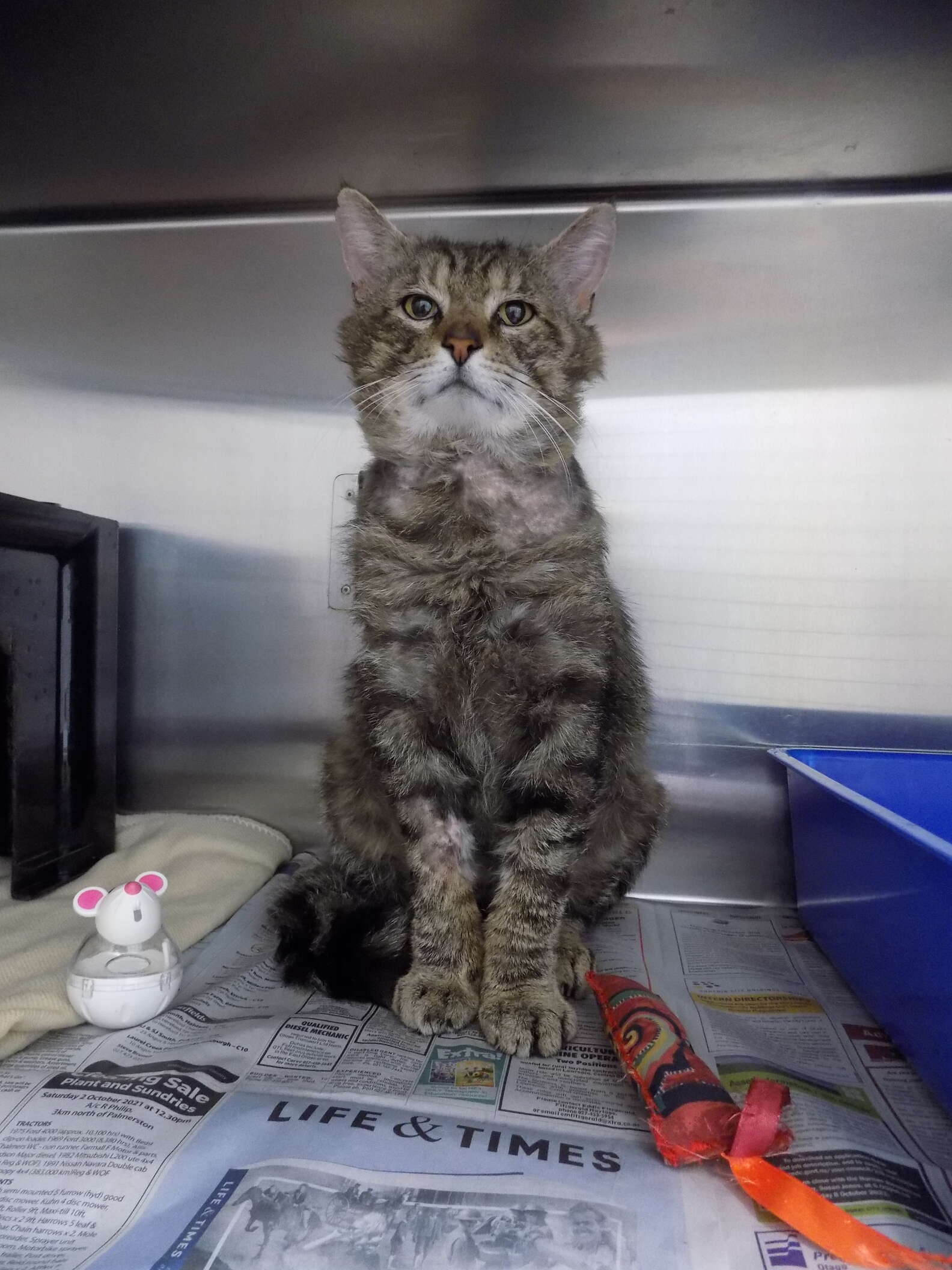 Sad Shelter Cat Gets Adopted And Is Completely Transformed - The Dodo