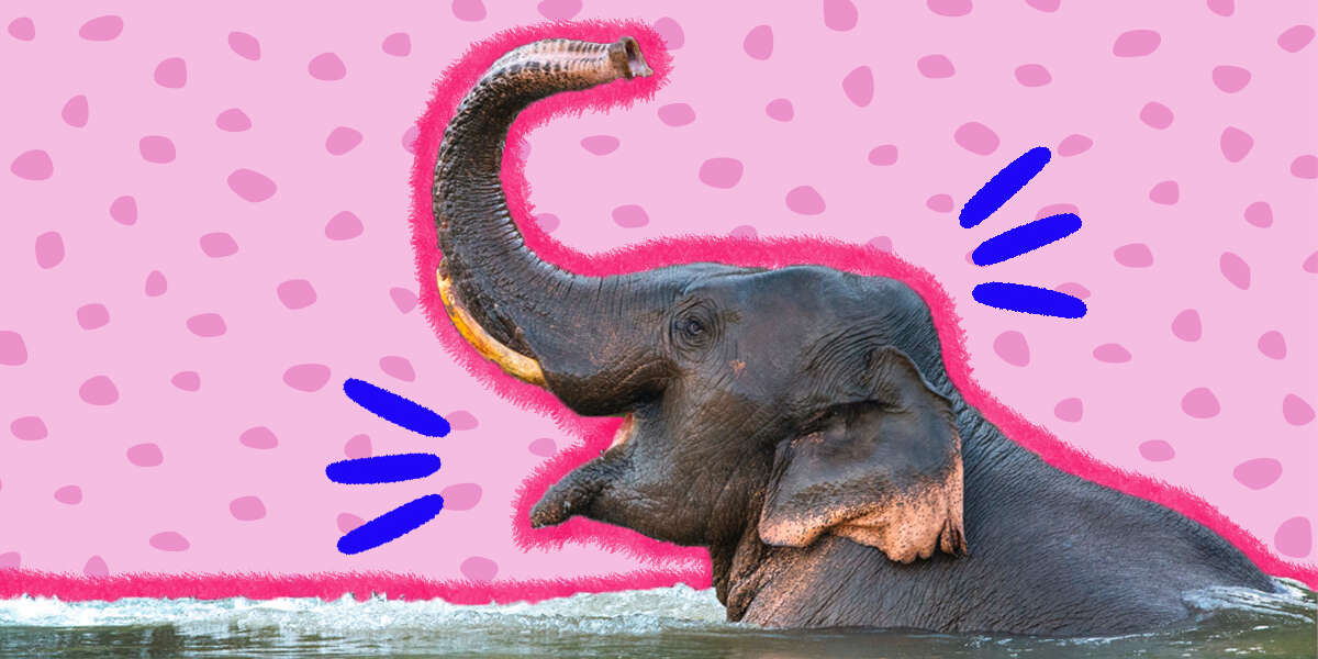 elephant puns for valentines day