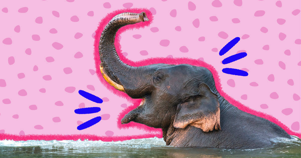 Elephant Facts: 11 Surprising Things You Might Not Know - DodoWell - The  Dodo